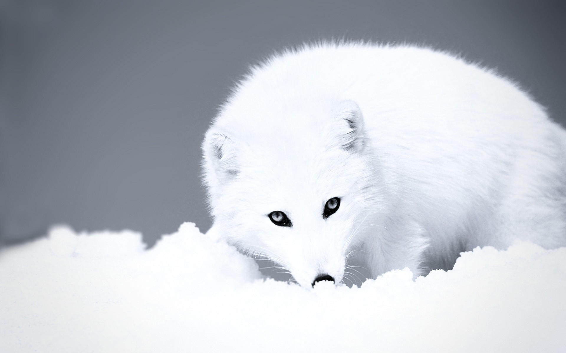 wölfe ansicht raubtiere schnee tiere winter