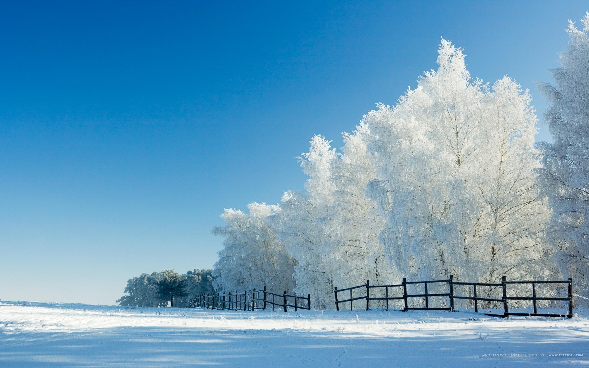 zima śnieg drzewa ogrodzenie