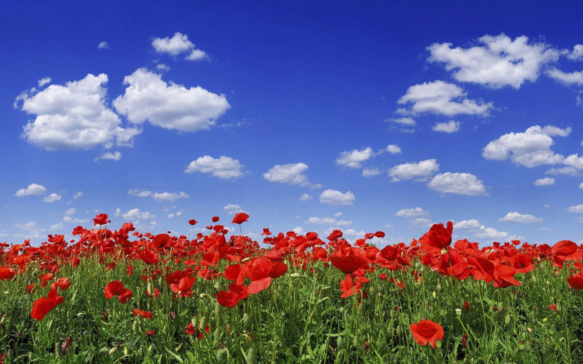 poppies flower sky cloud