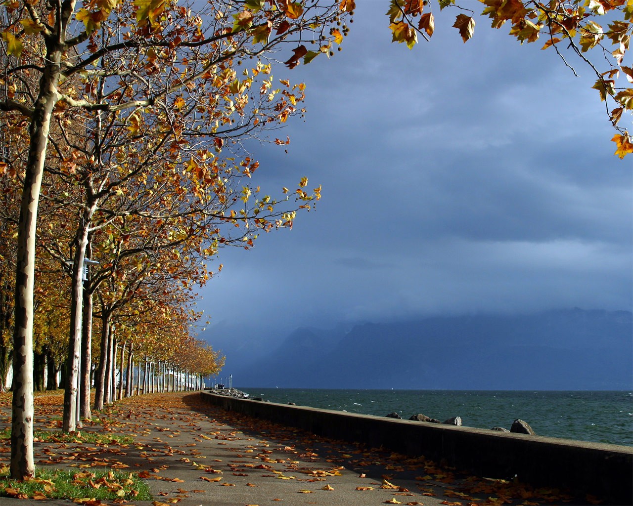 gasse park bäume herbst blätter wasser meer himmel horizont