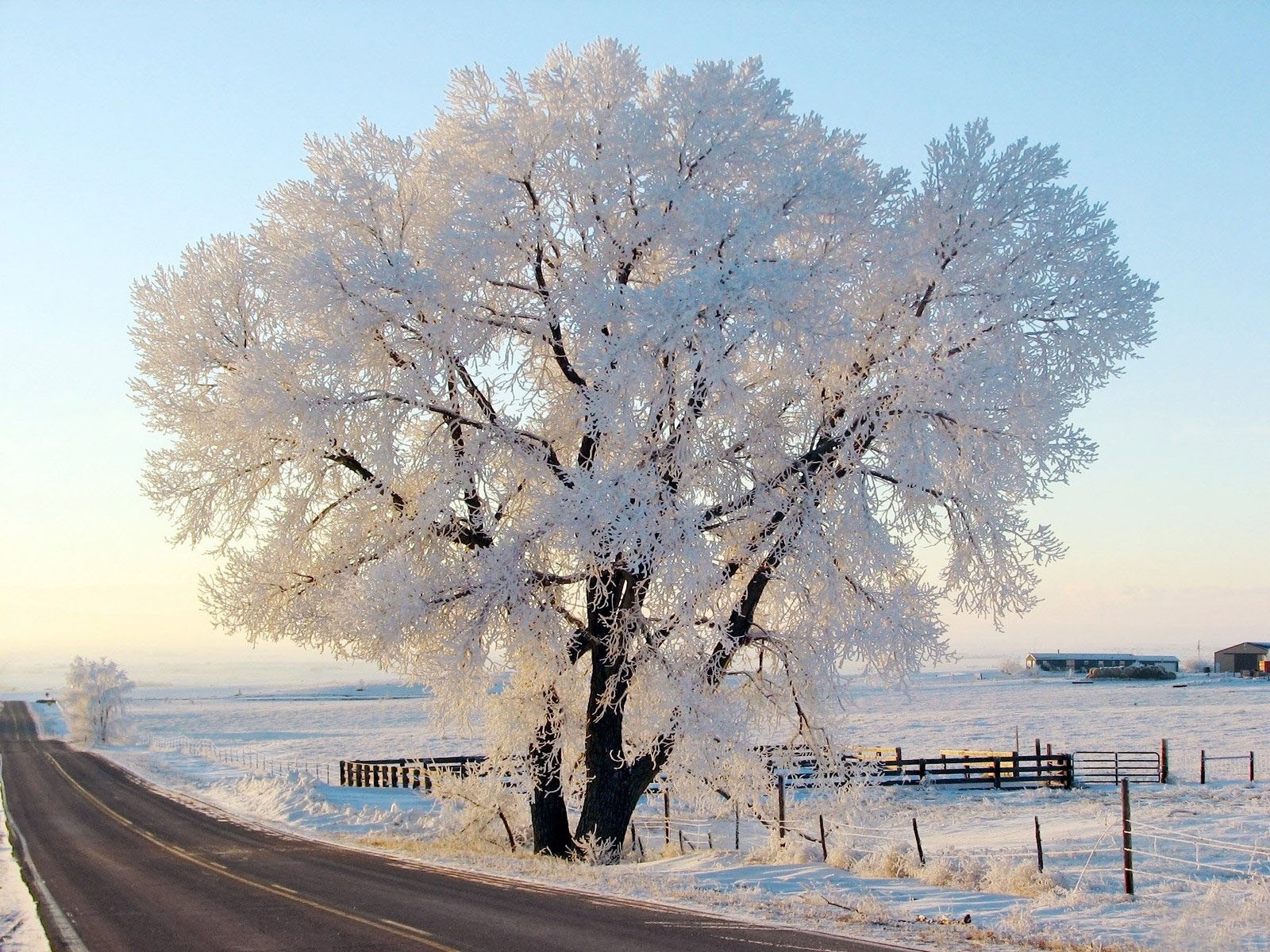 albero gelo inverno natura cielo strada