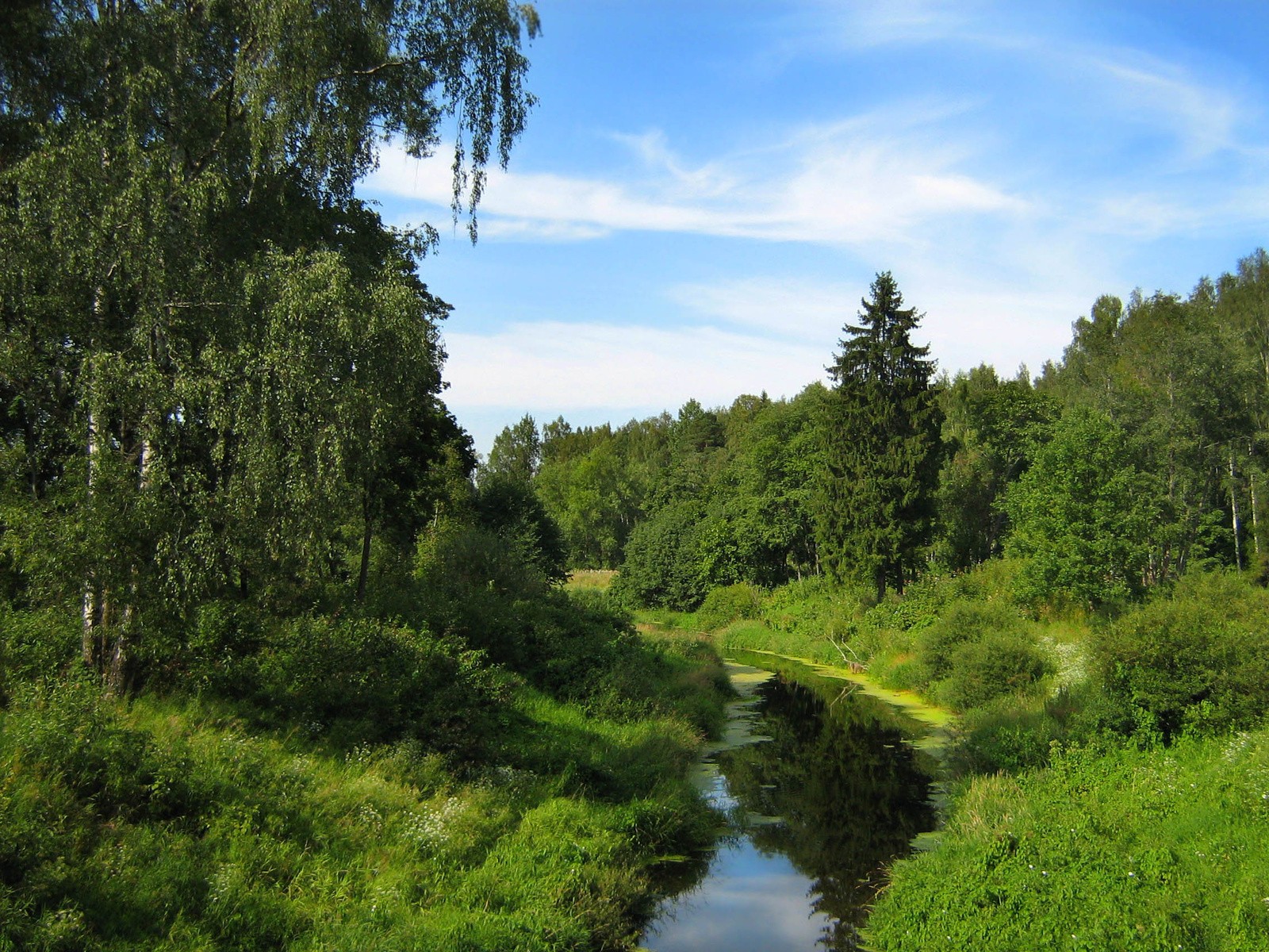 verdure ruisseau ciel bouleau