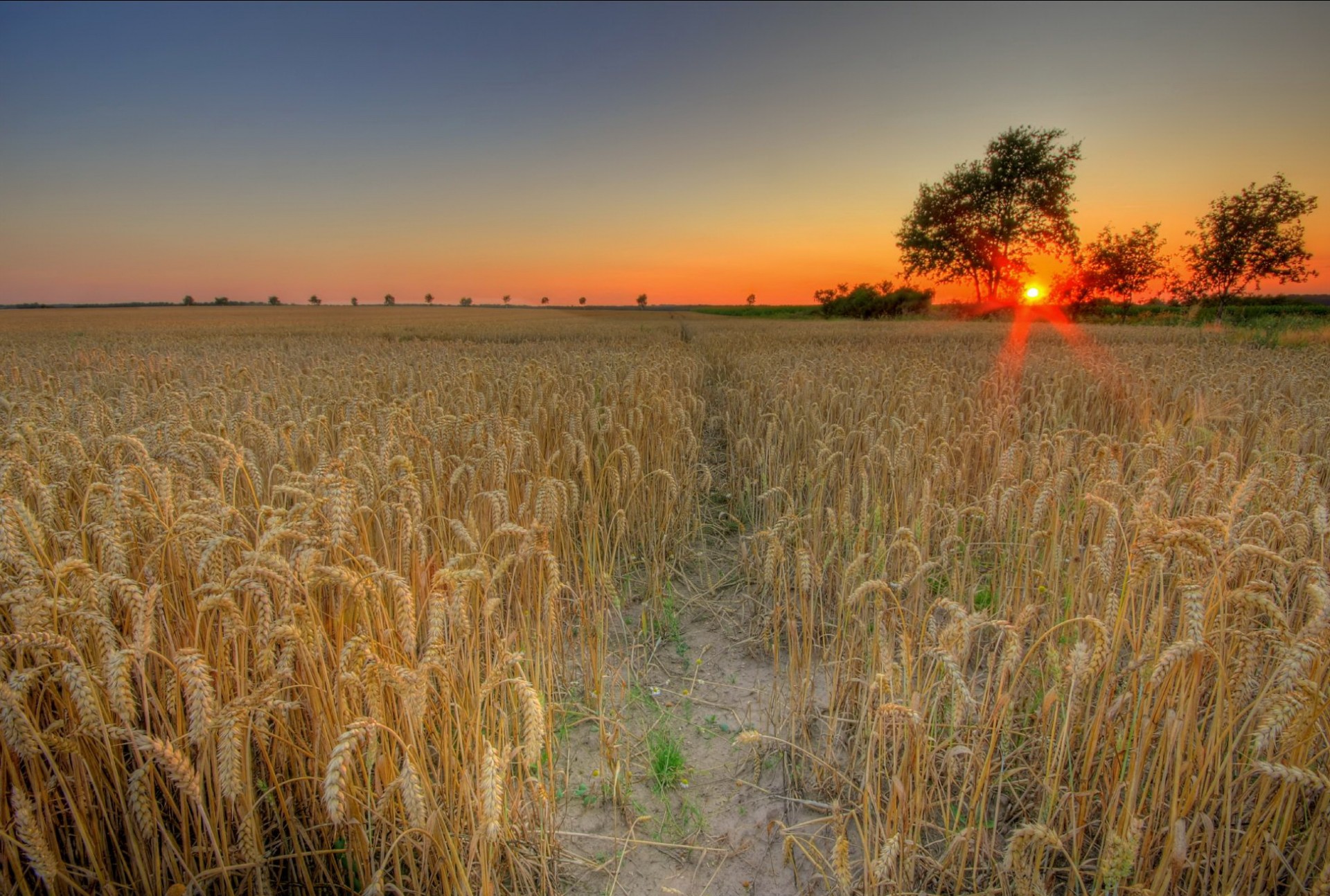 champ blé coucher de soleil soleil