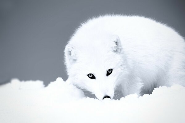 Lobo blanco en invierno en la nieve