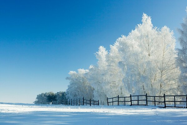 Snow trees fenced