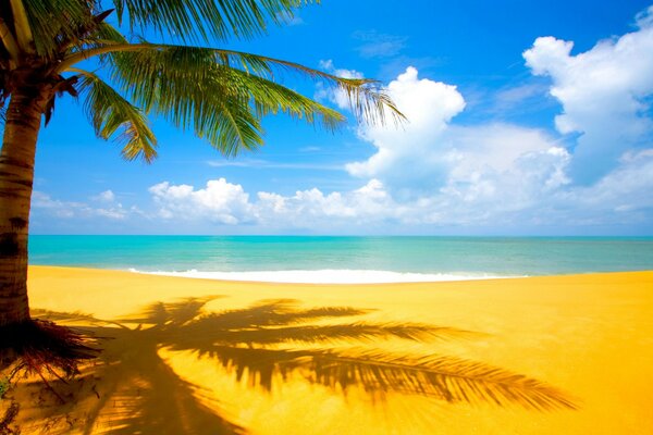 Paradise landscape with palm tree