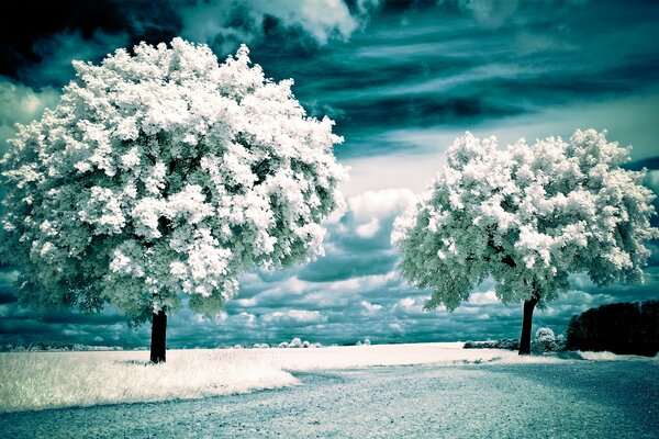 Infrared landscape of flowering trees