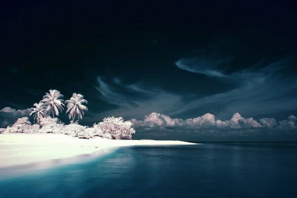 White sand on an island with a palm tree