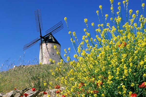 Mühle vor dem Hintergrund des blauen Himmels und der gelben Blüten