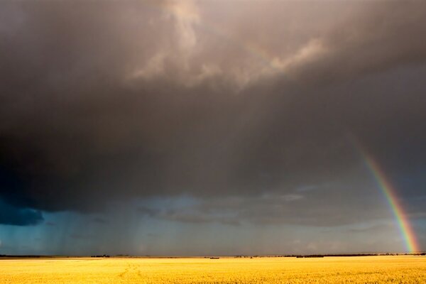 Rye field after the rain