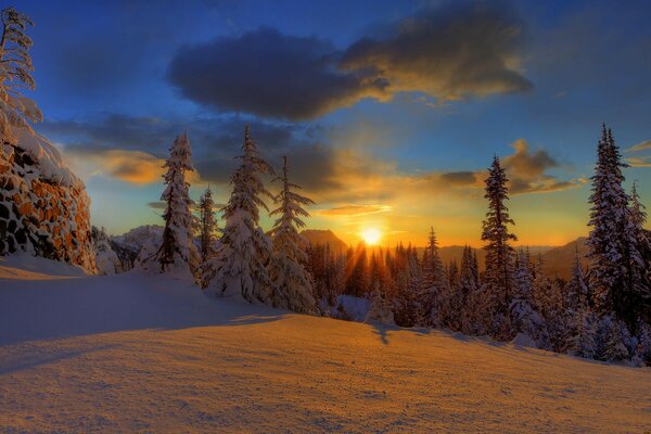 Winter Wald Schnee Weihnachtsbaum Himmel Sonnenuntergang