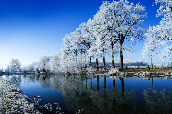 Arbres couverts de neige au début de l hiver