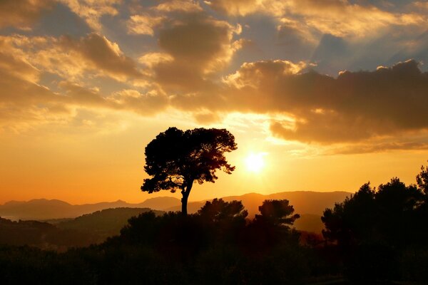 Puesta de sol dorada contra un árbol solitario