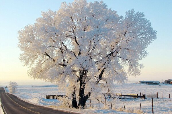 Winter nature. A tree in the snow by the road