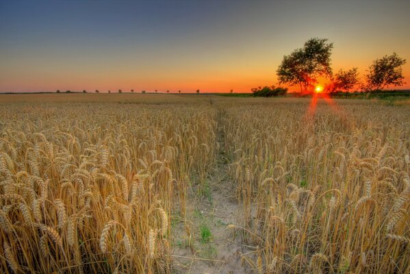 Puesta del sol en el fondo de un campo de trigo