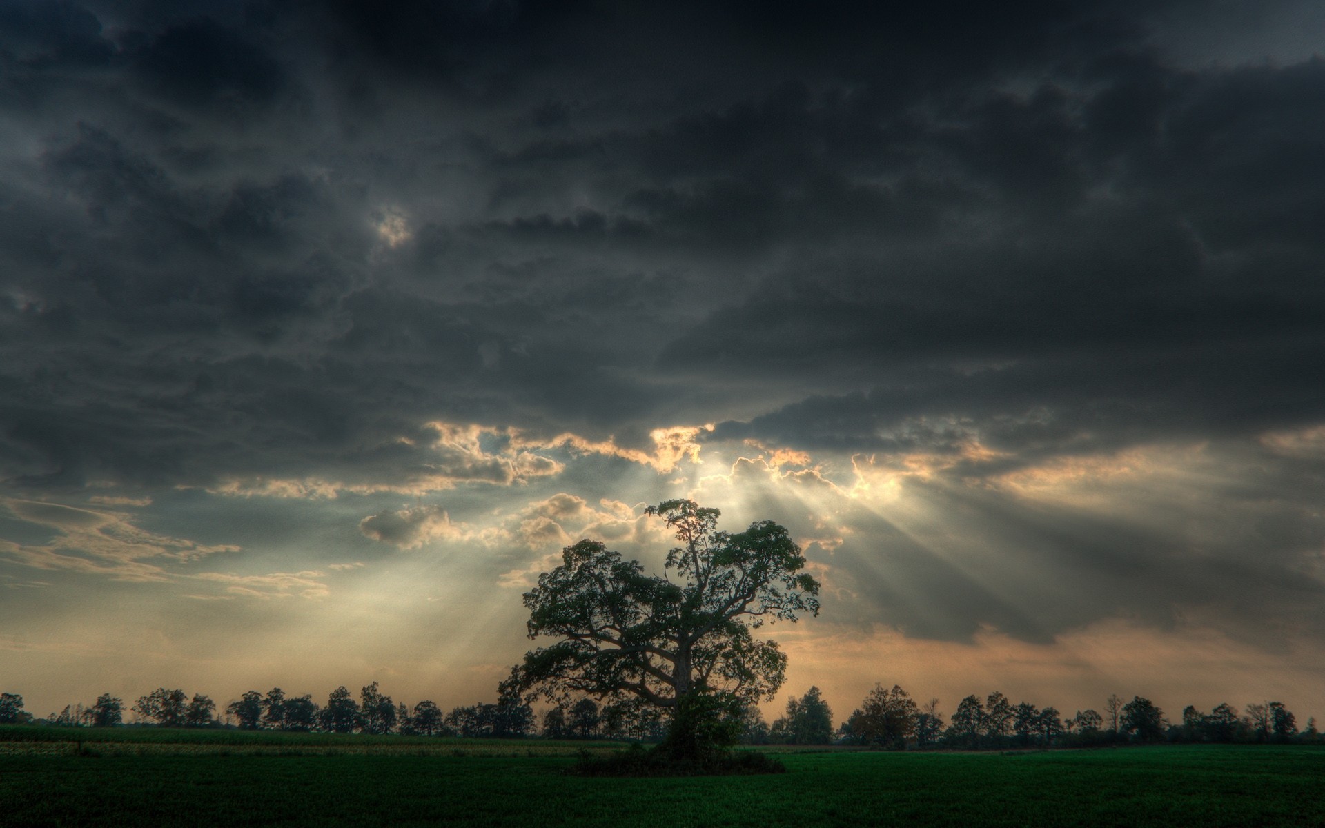 árbol rayos nubes