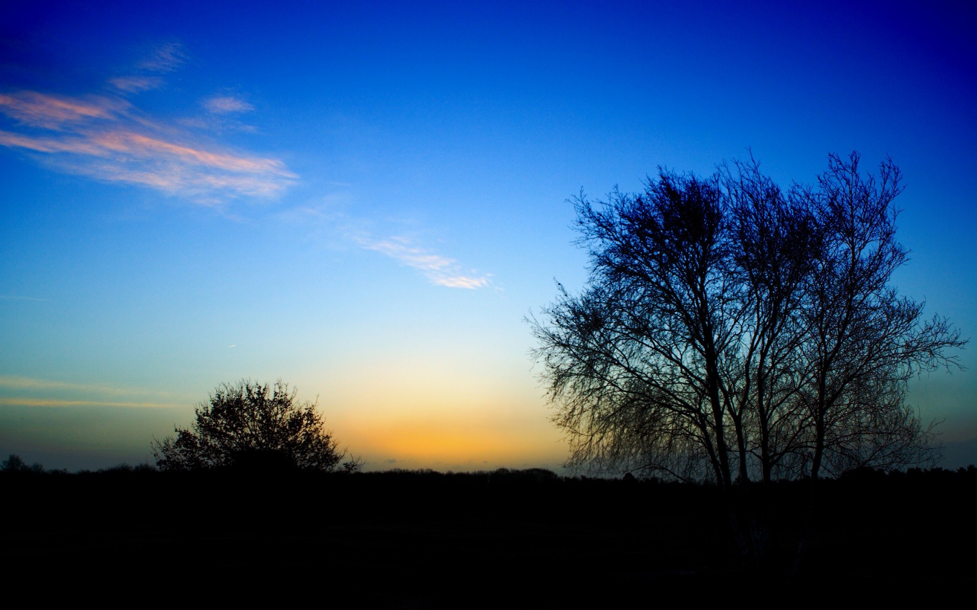 baum busch ende des tages gefiederte wolken