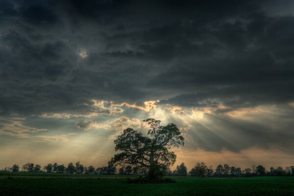 Ein einsamer Baum im Himmel