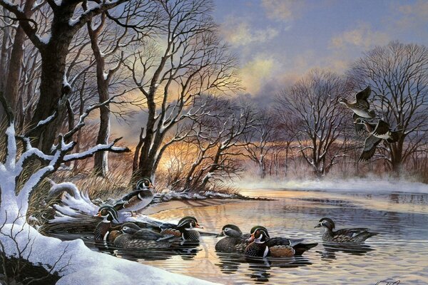 Flock of ducks sunset lake winter