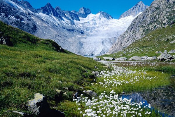 Alpine mountains. Flower fields