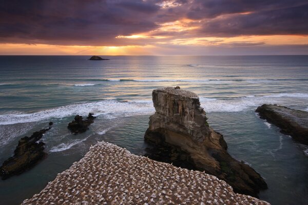 Nesting of birds on the shore of the sunset sea