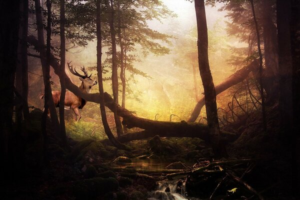 Das Bild zeigt Bäume im Wald und Hirsche