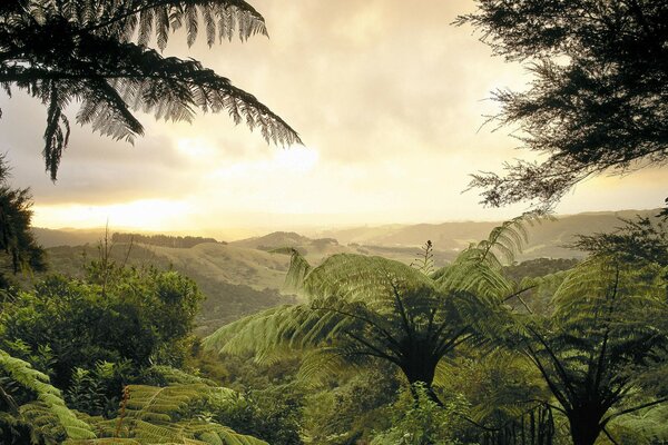 Green Valley of ferns and trees