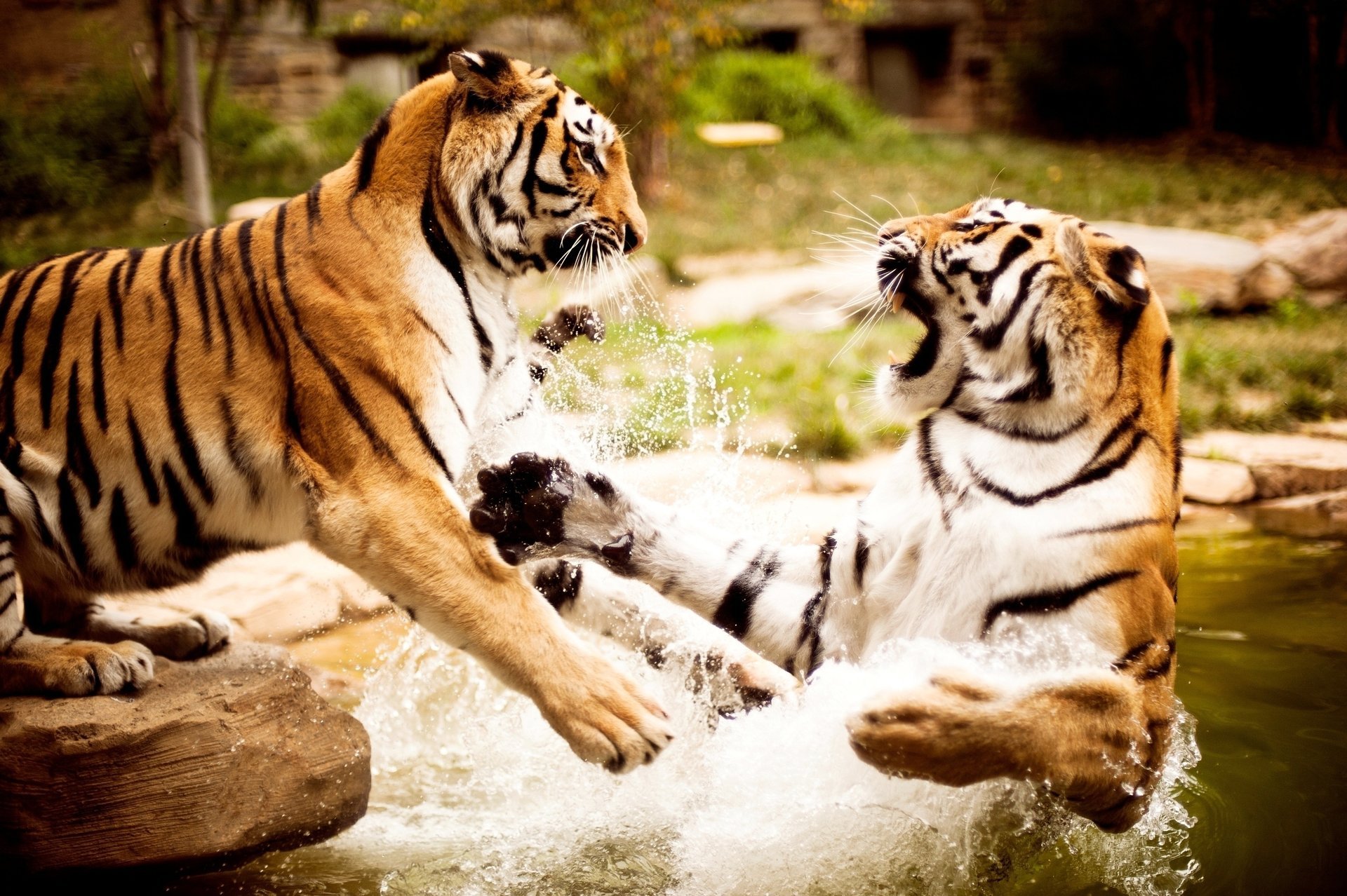 agua wallpapers naturaleza tigres animal