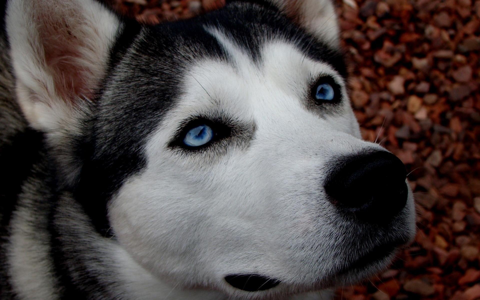 husky eyes wallpaper dog