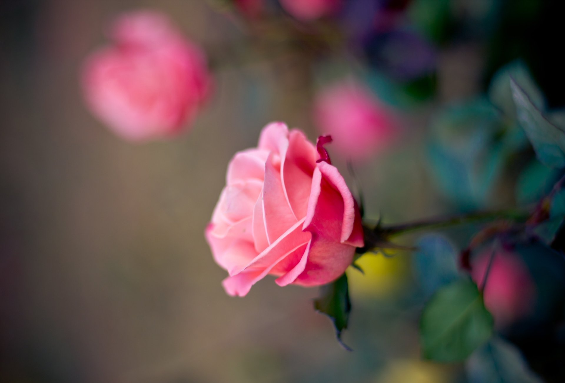 rose petals blur flower bud pink