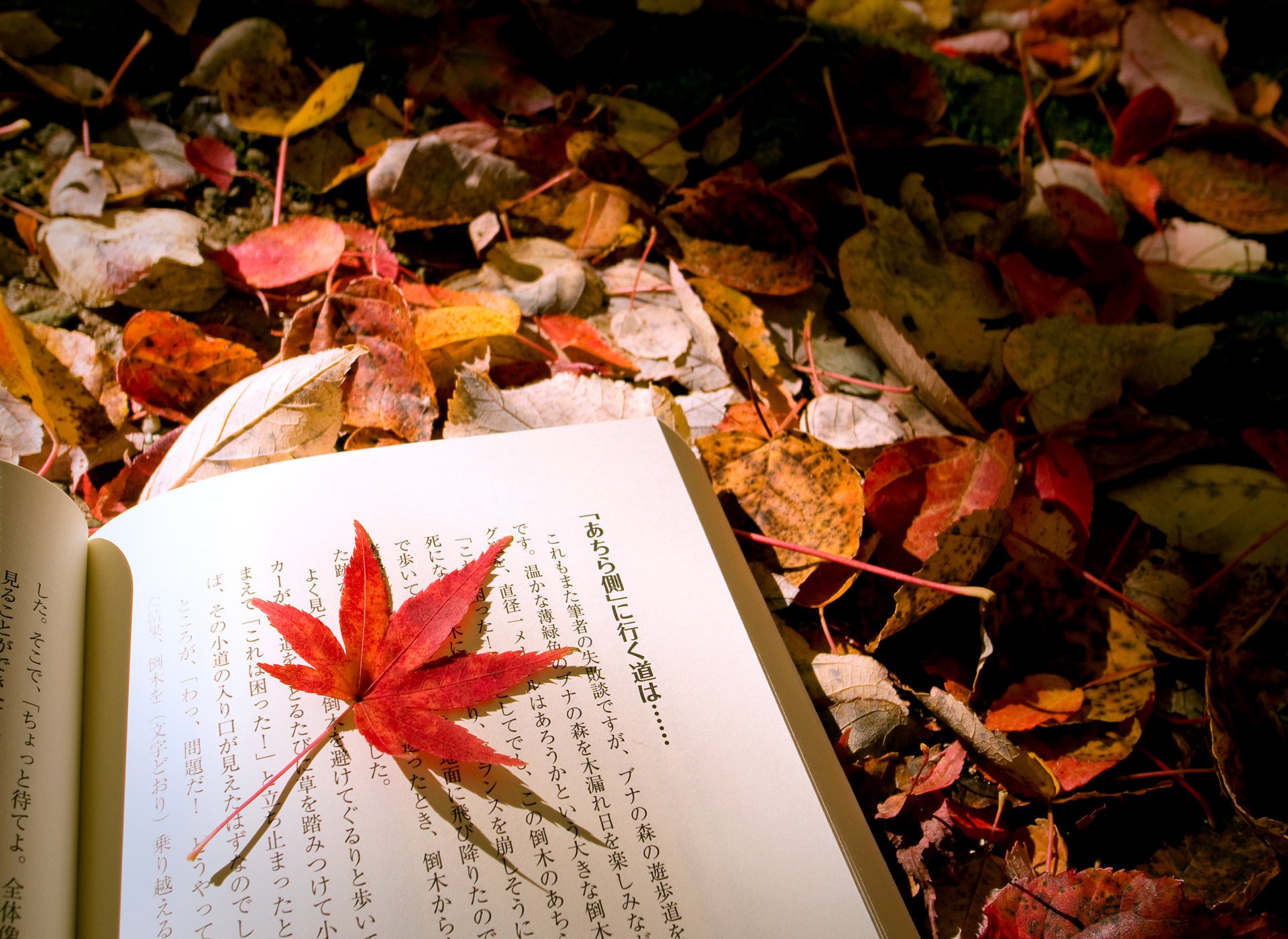 macro fogliame mix libro foglia autunno giapponese