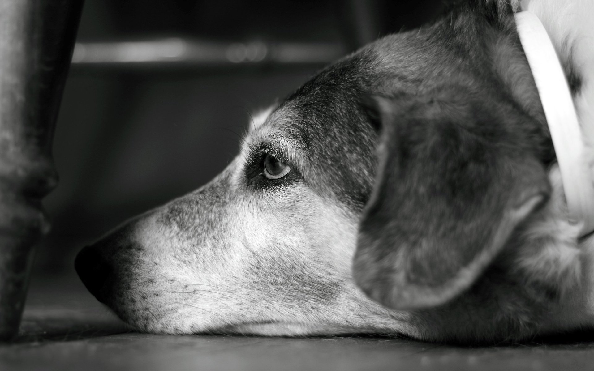 hund blick hund 2560x1600 look hündchen bokeh bokeh