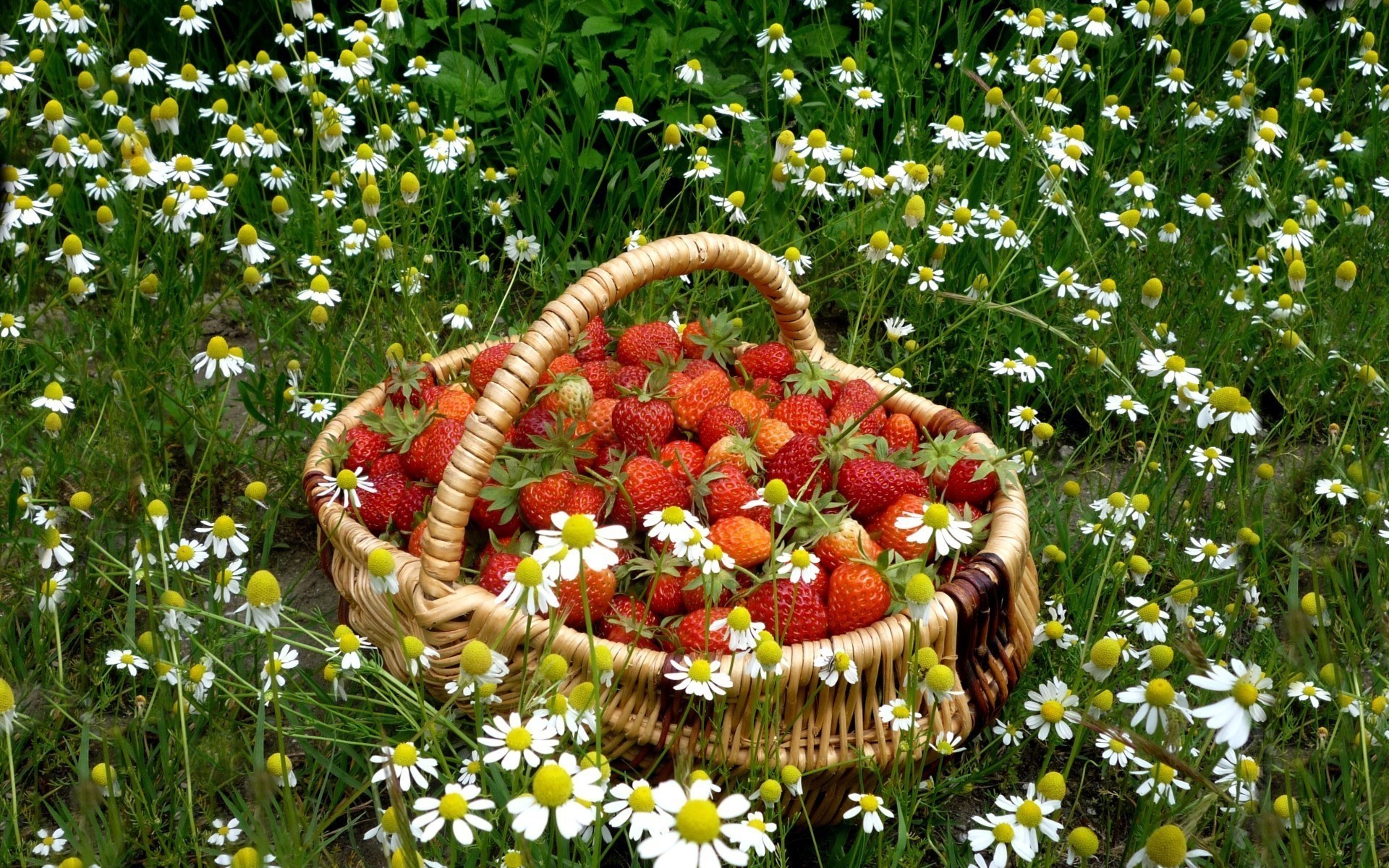 beeren nahrung sommer natur