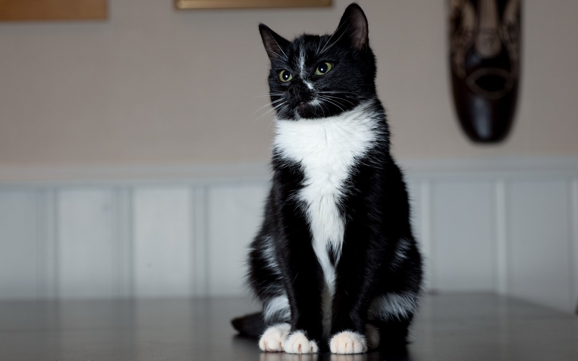 gato sentado patas blanco y negro