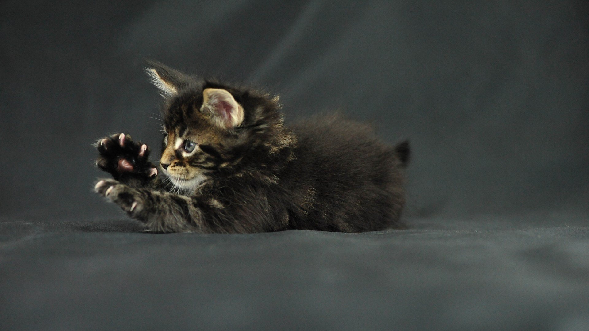 gatto divertente zampe gattino artigli gatto maine coon maine coon gattino