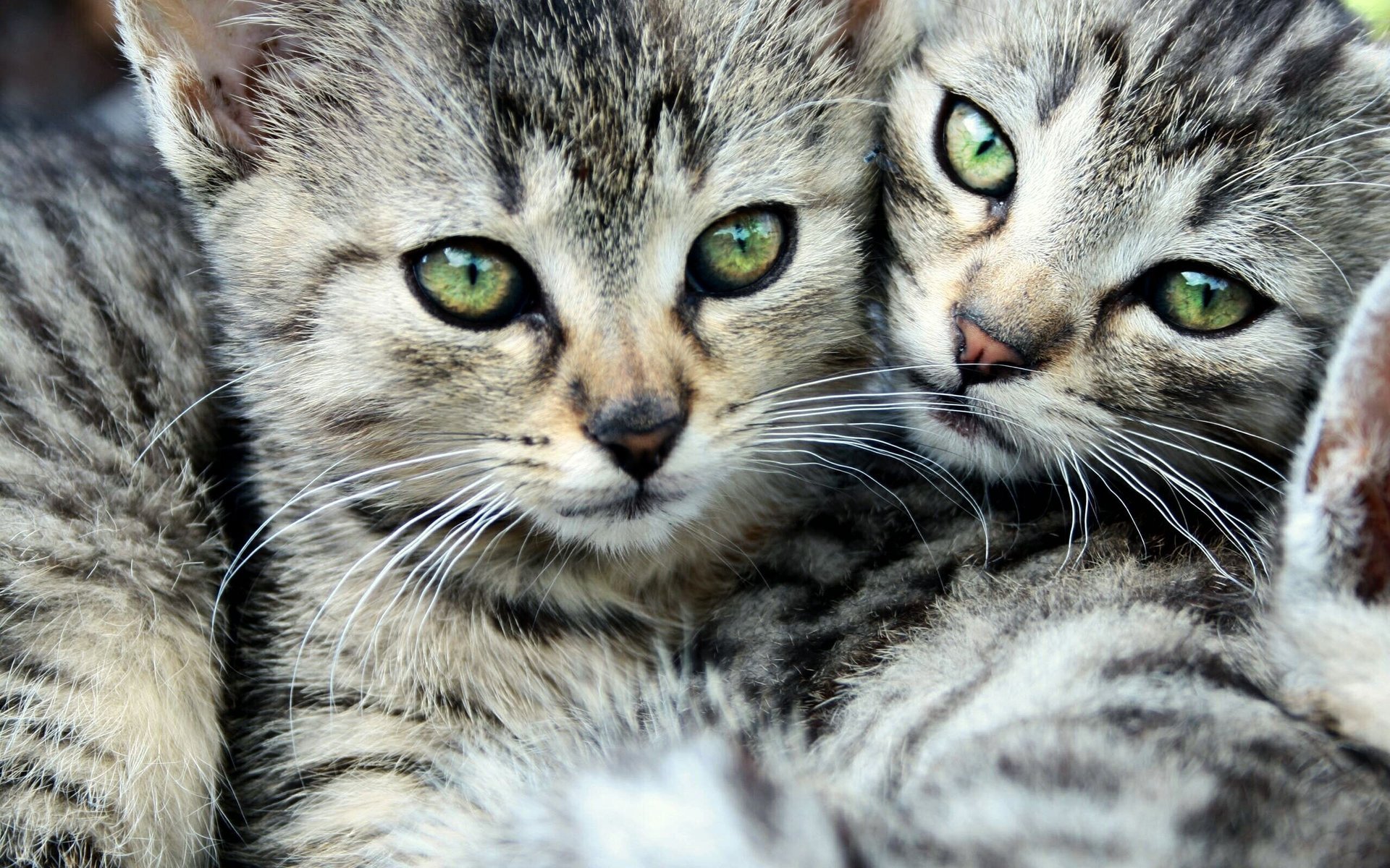 cats eyes striped two mustache