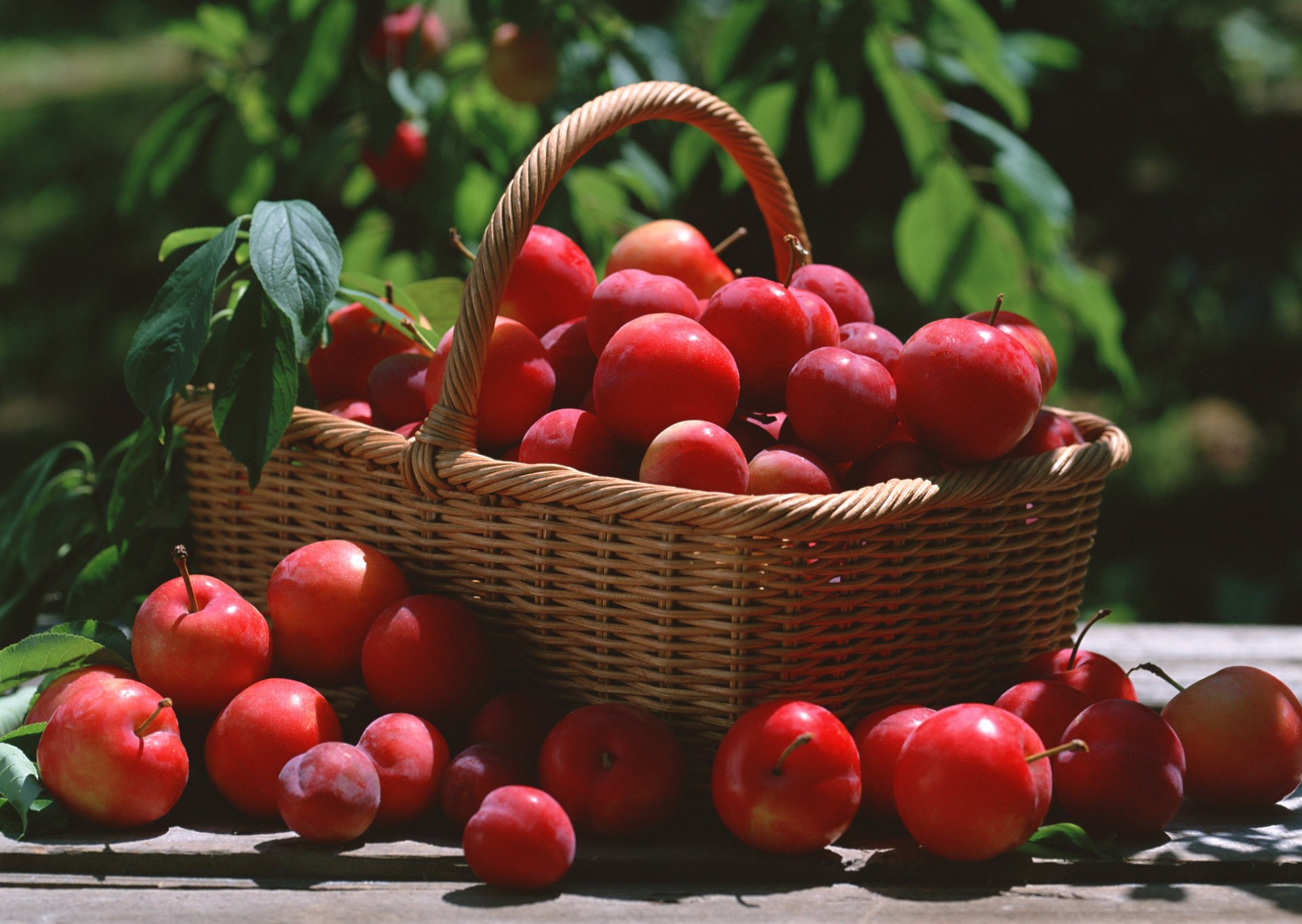 prugna ciliegia foglie cesto rosso