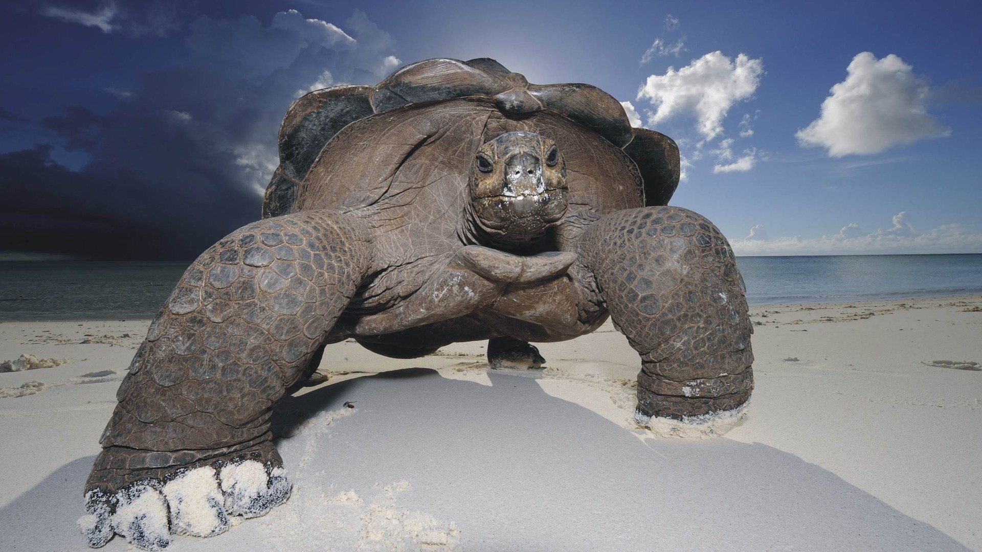 schildkröte himmel schale strand sand