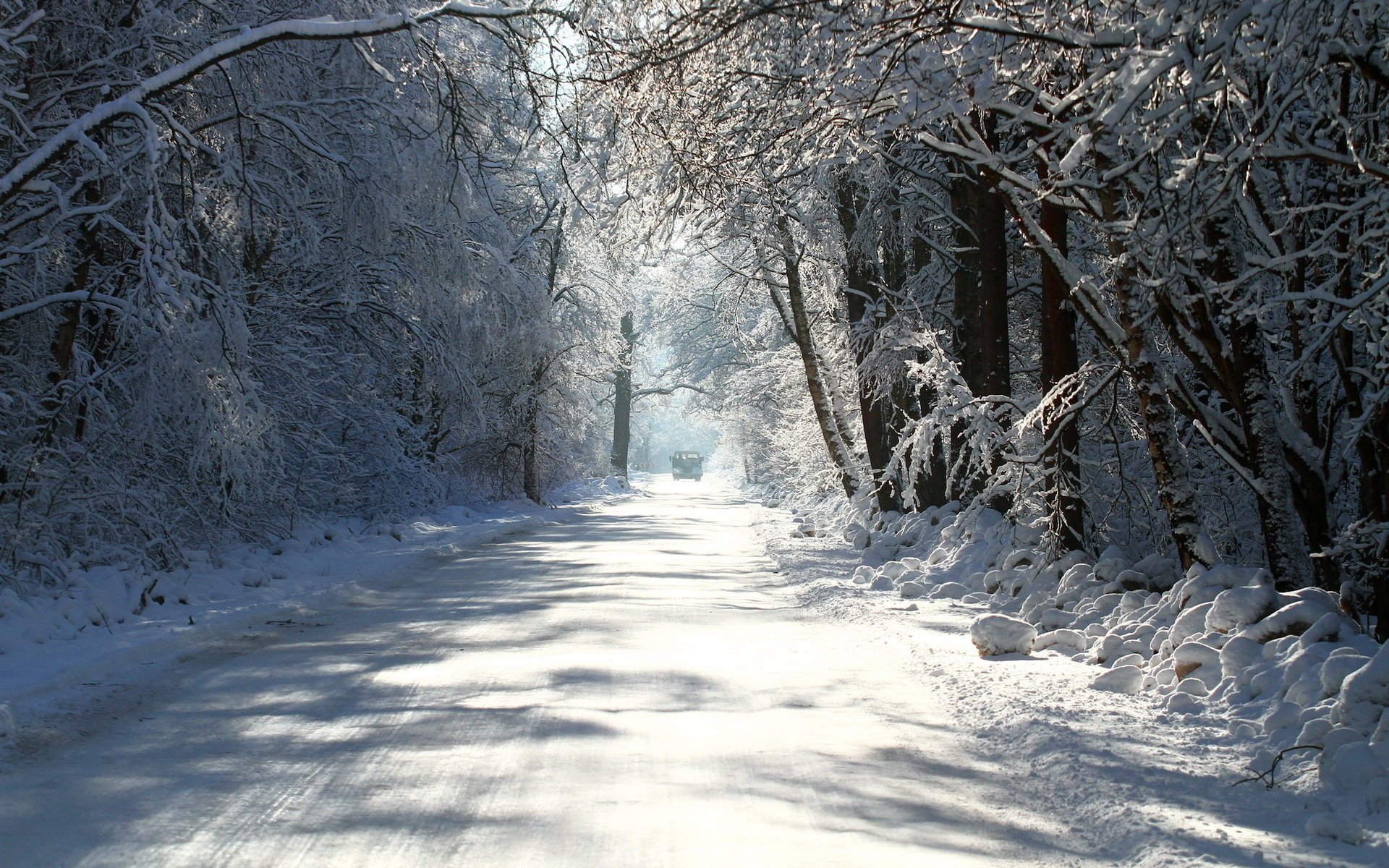 invierno árboles camino