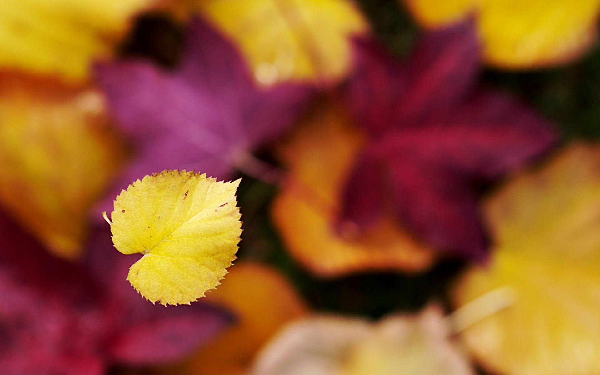 herbst bokeh fokus blatt fällt blatt