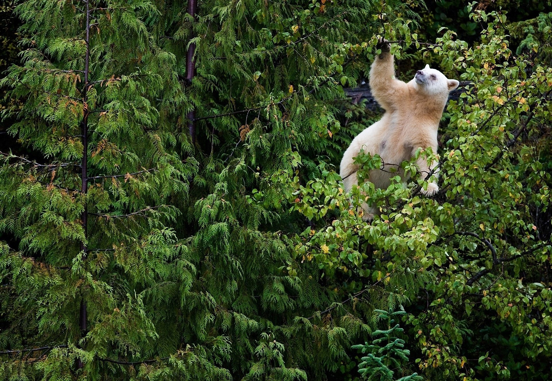 bär weiß wald zweige blätter fichte dickicht bäume