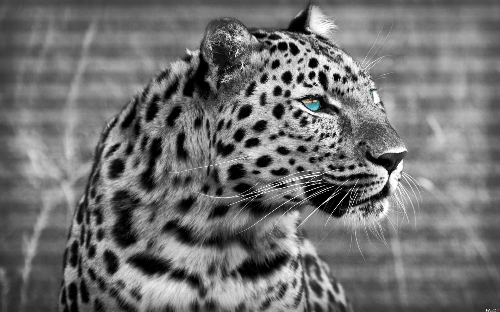 leopard leopard katze 1920x1200 predator katze raubtier