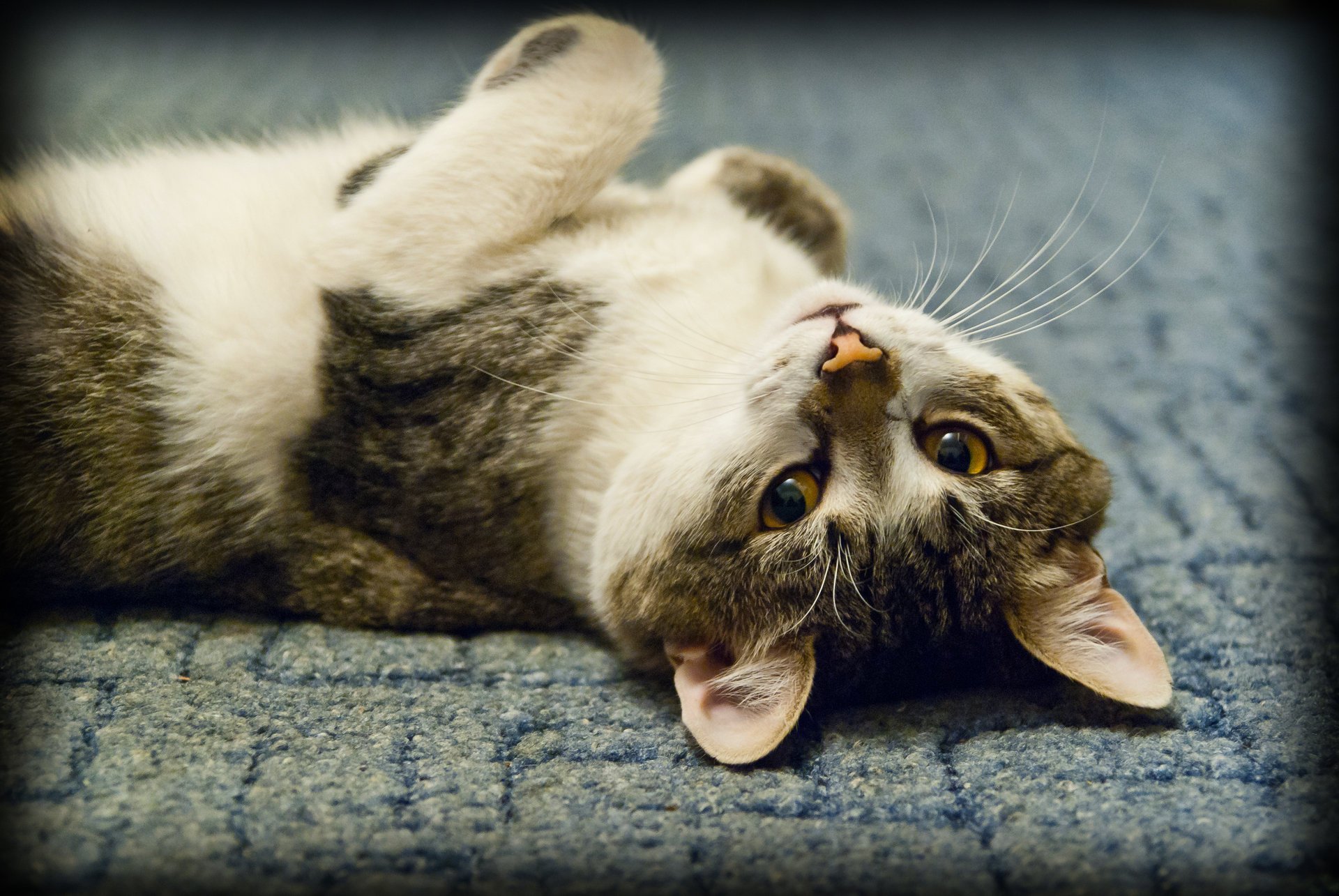 gatto si trova guarda occhi sguardo