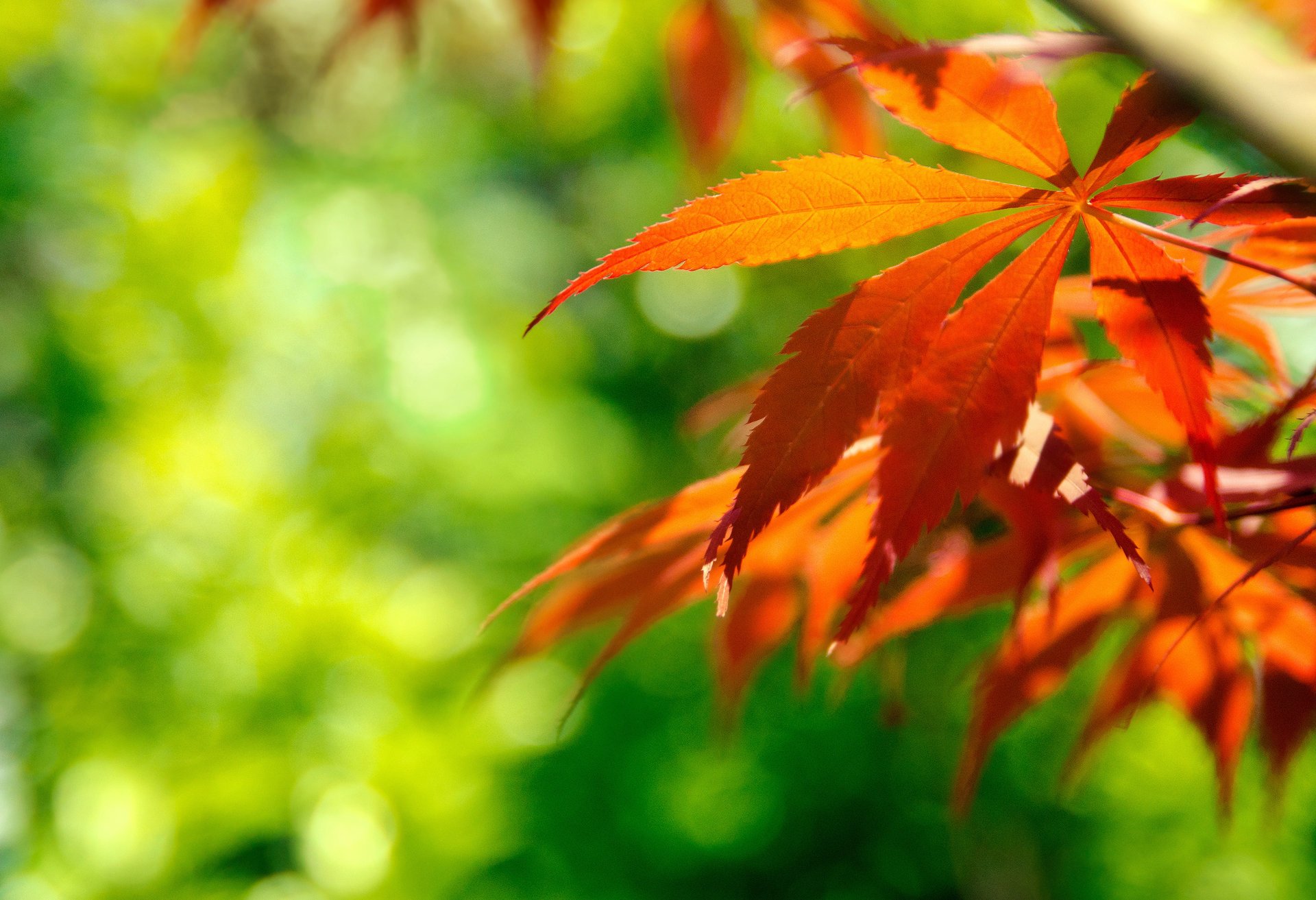 makro blendung herbst laub zweig