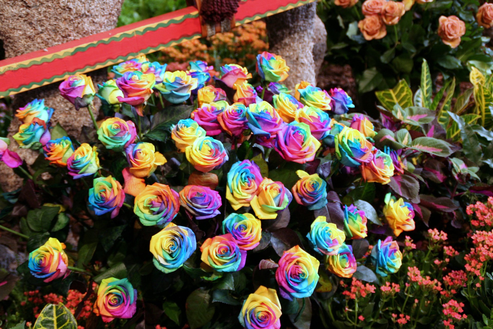 colorful flowers creativing rose