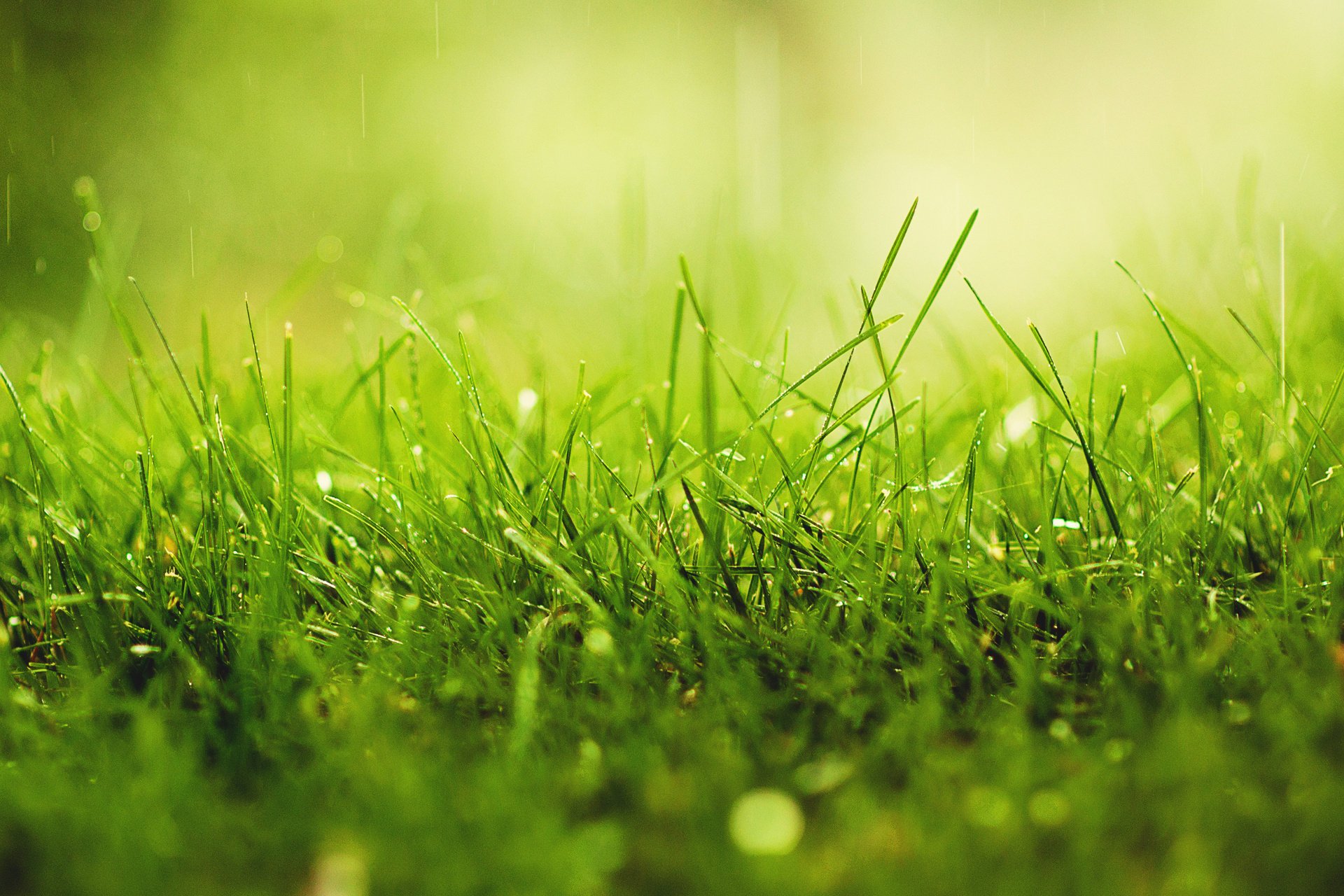 gros plan gouttes verdure herbe ensoleillé pluie rosée