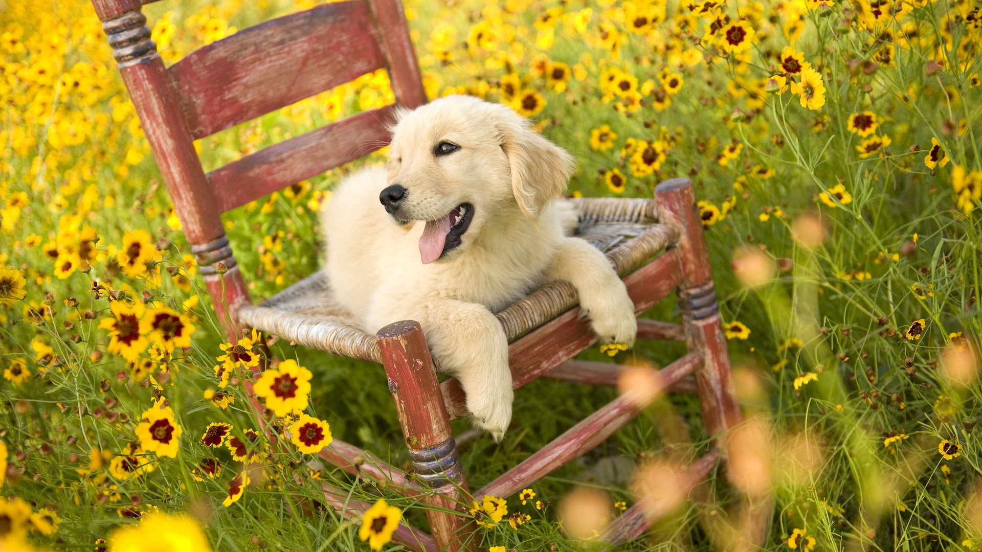 flowers puppy field language glade yellow chair