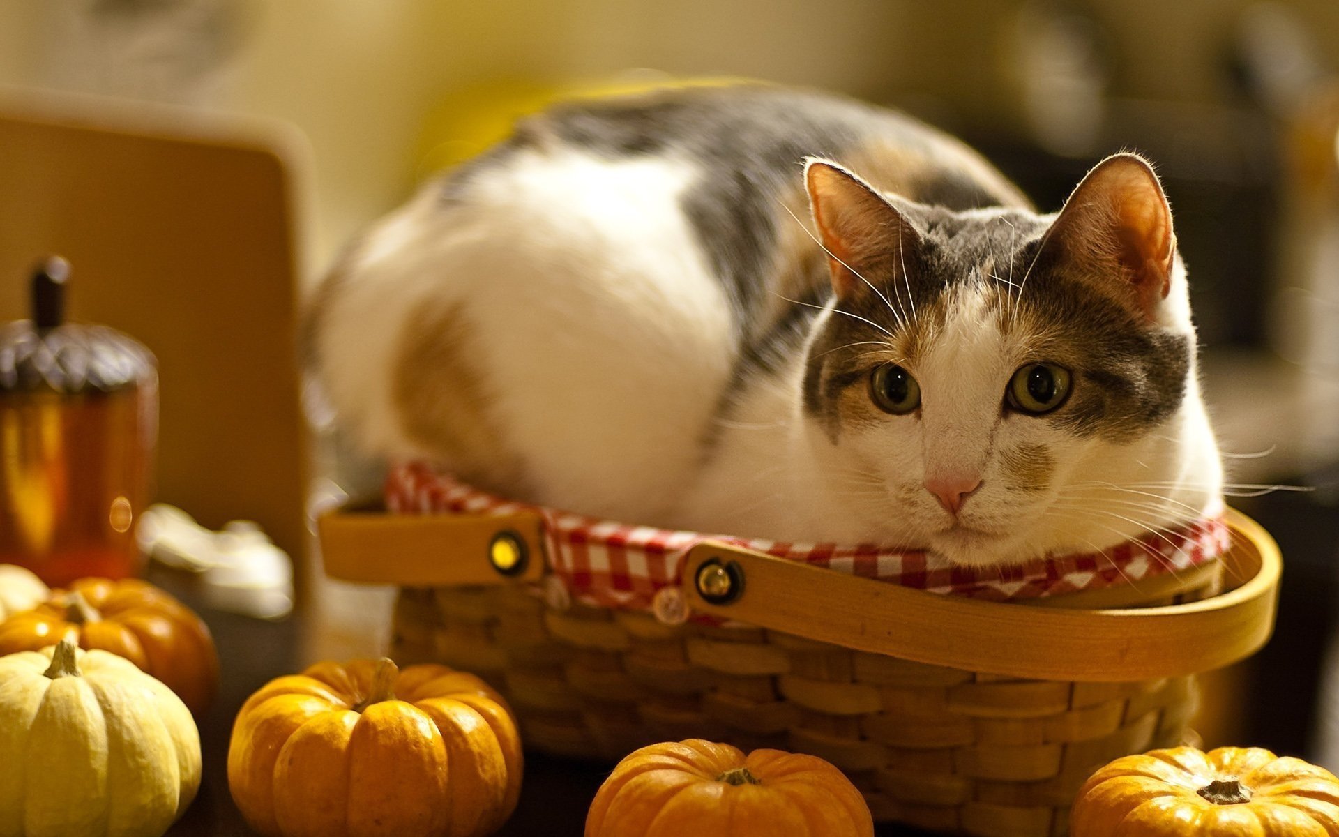 chat table peur museau vue citrouille panier gros plan