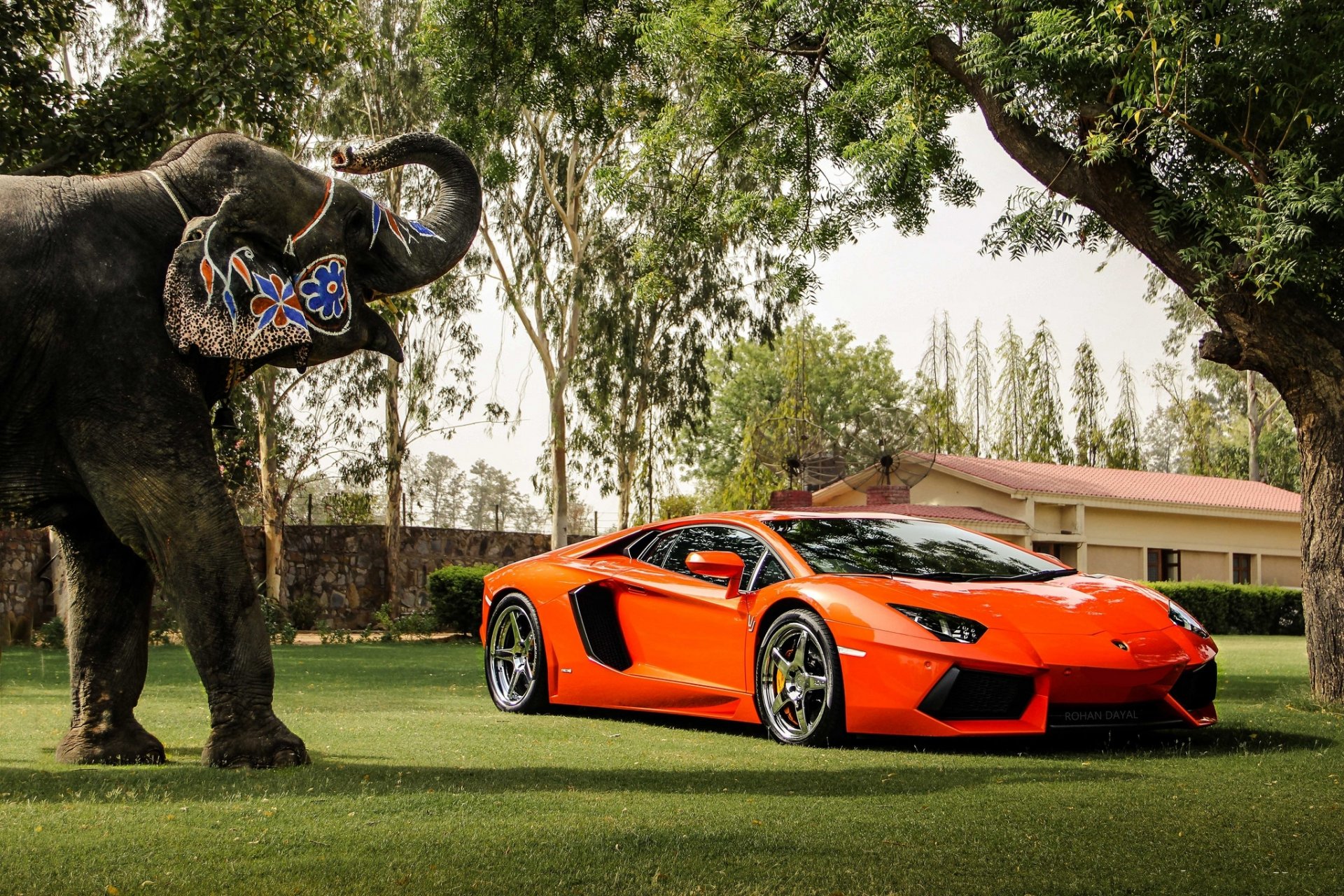 lamborghini aventador lp700-4 orange lamborghini aventador vue de face réflexion éléphant arbres clôture bâtiment