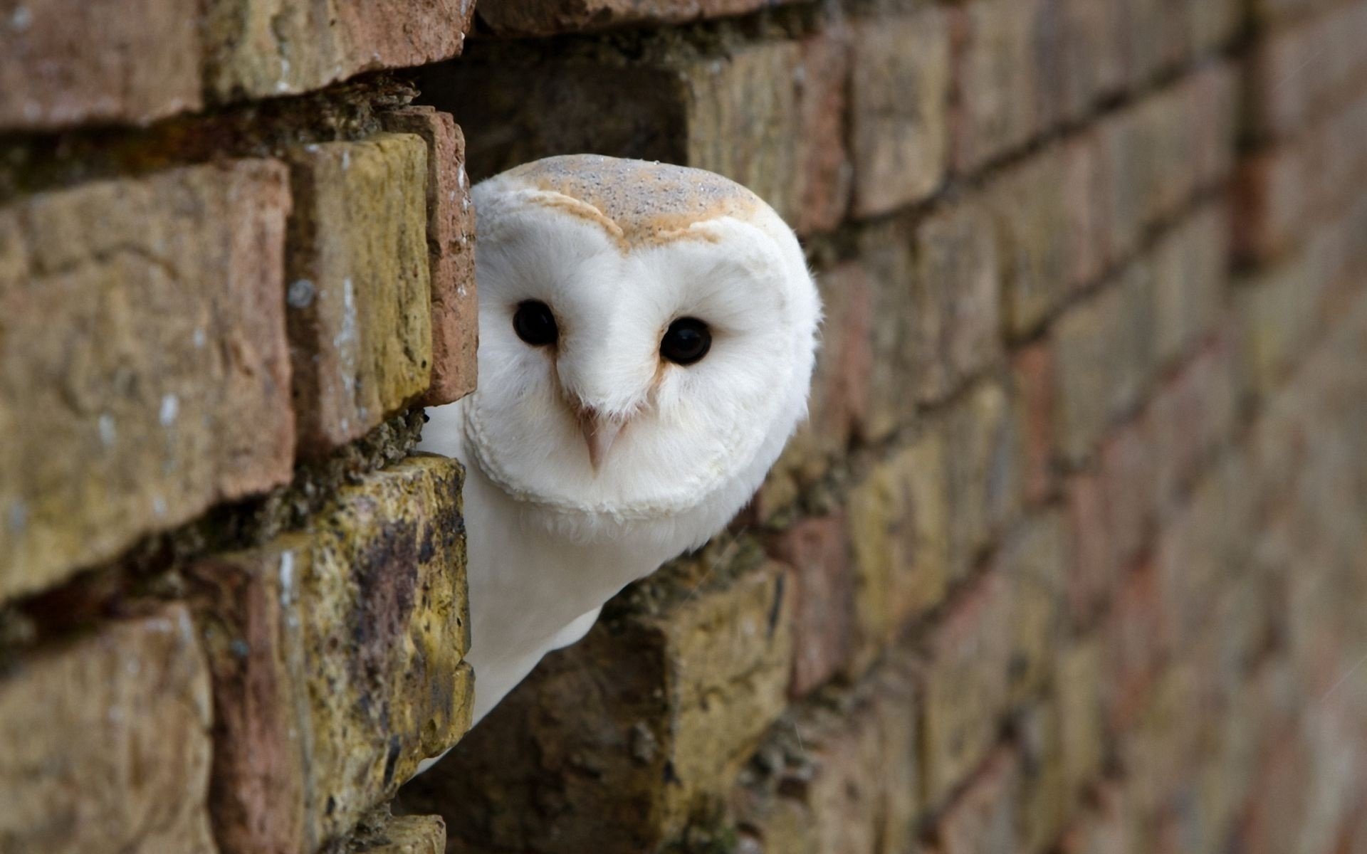 owl wall masonry head look bricks white